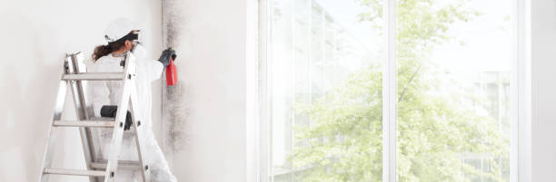  Grottoes, VA Mold Removal Pros